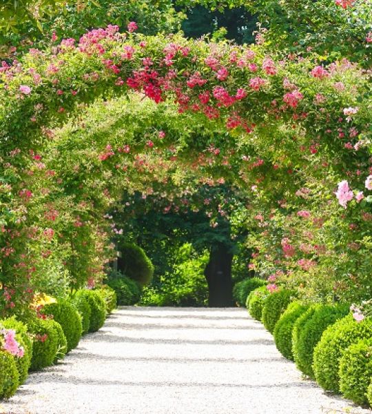 fototapeta narava - vrt