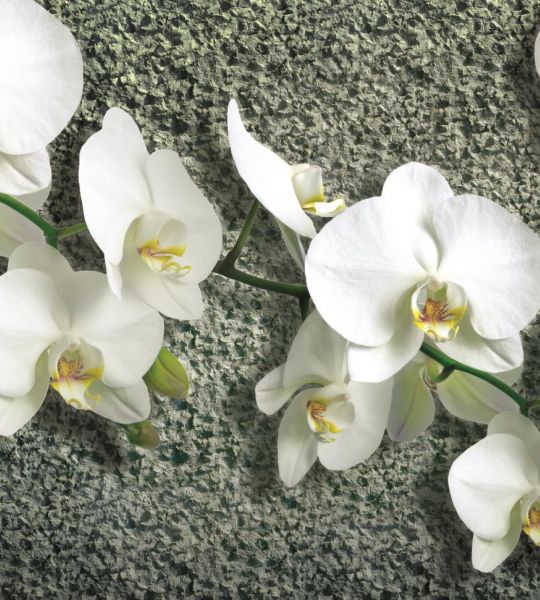 fototapeta narava - bela orhideja