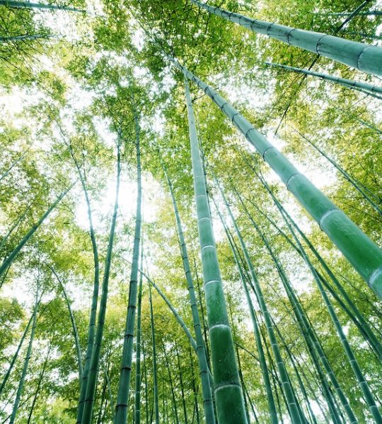 fototapeta narava - bambusov gozd