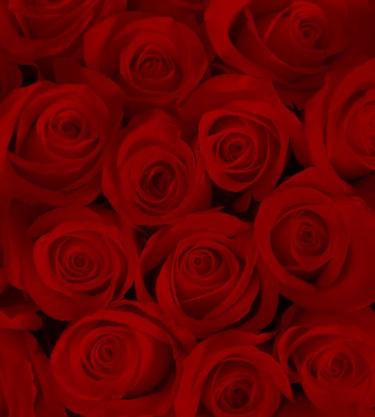 fototapeta narava - rdeče vrtnice