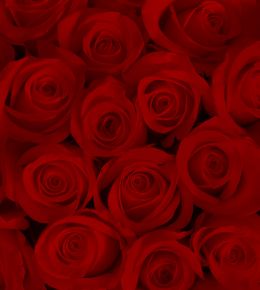 fototapeta narava - rdeče vrtnice