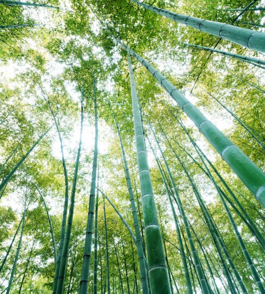 fototapeta narava - gozd