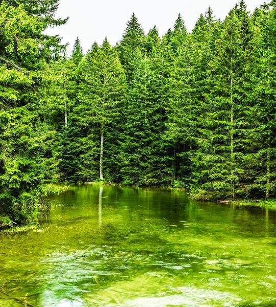 fototapeta narava - jezero v gozdu