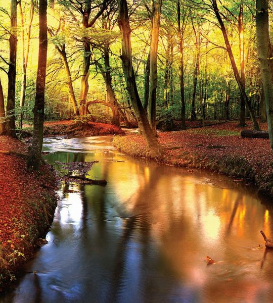 fototapeta narava - jesenski gozd