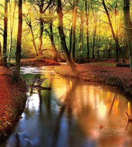 fototapeta narava - jesenski gozd