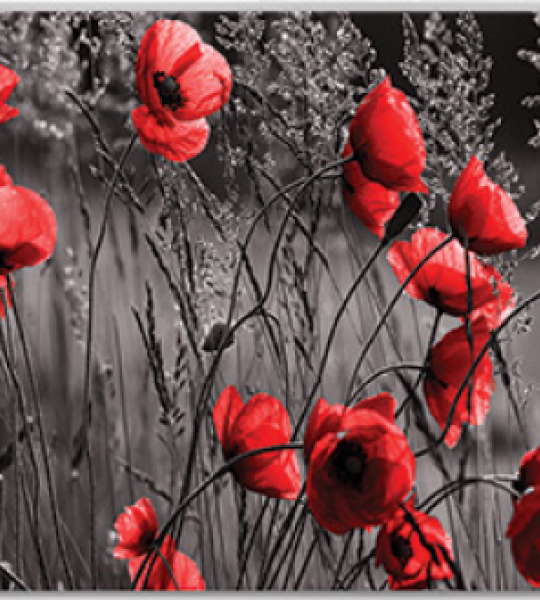 fototapeta narava - mak