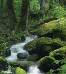 fototapeta narava - gorski potok