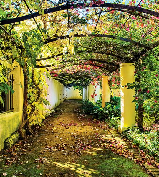 fototapeta narava - vrt