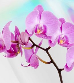 fototapeta narava - orhideja